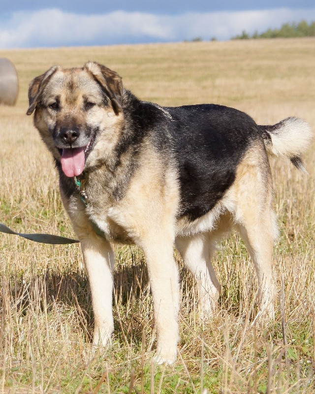 Barnaba