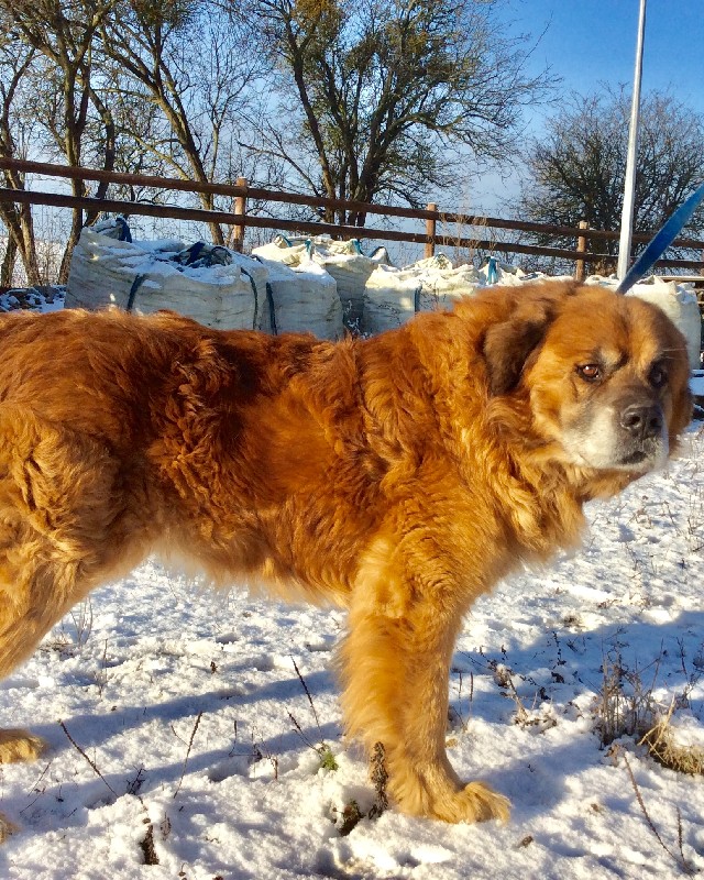 Aslan
