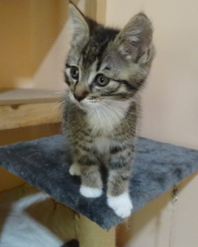 Kotek 2