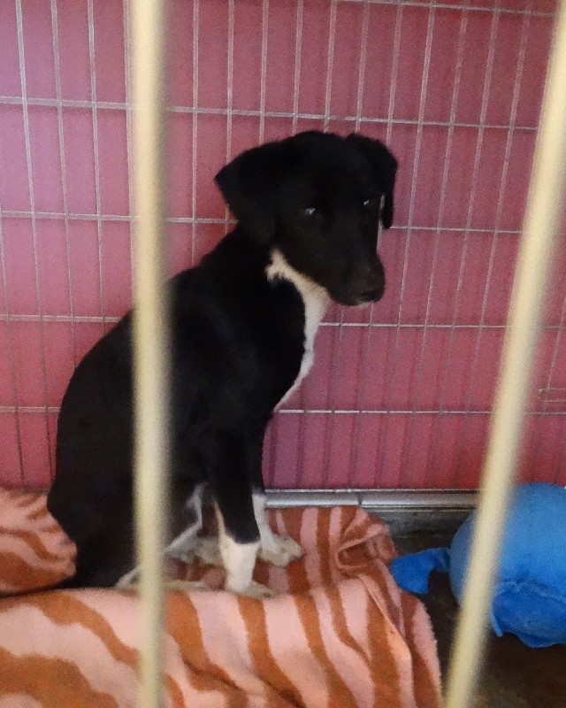 Axel