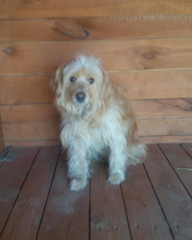 Pipi