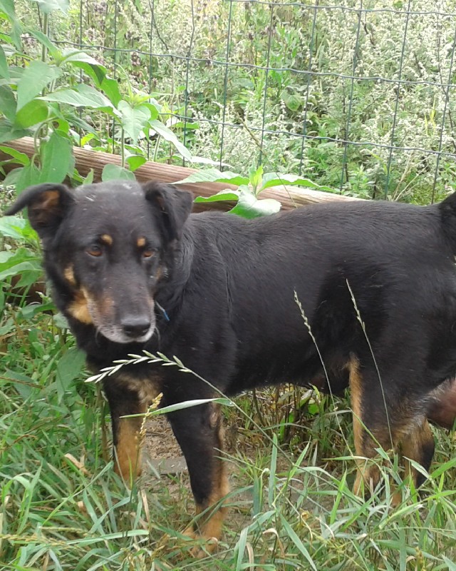 Elvis