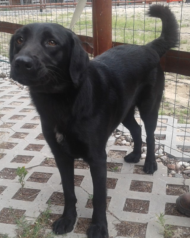 Negra