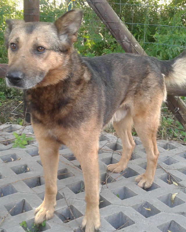 Vito