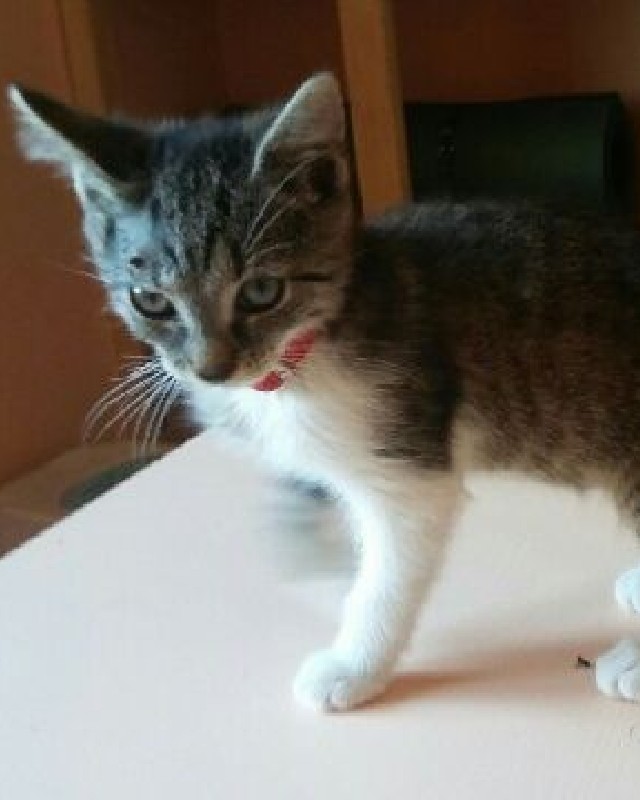 Lusia
