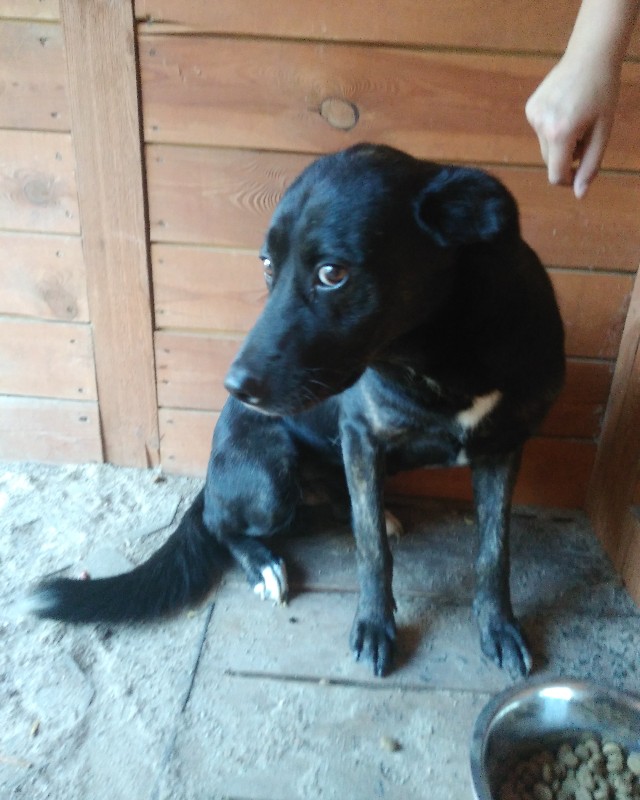 Watson