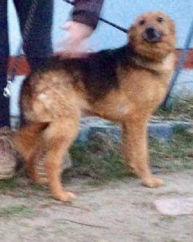 Basia