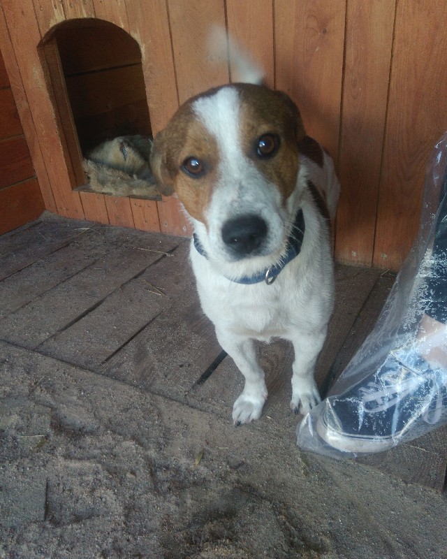 Kibo