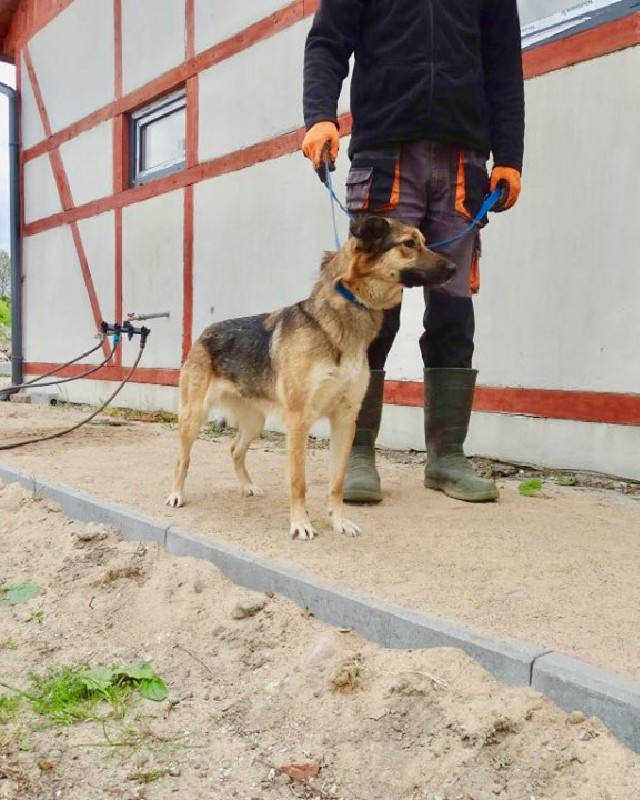 Rusałka