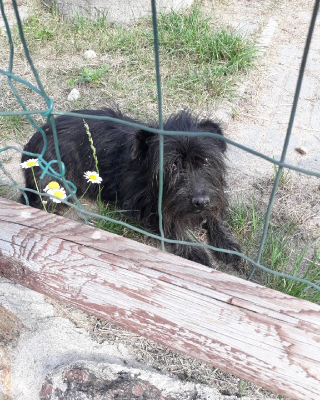 Pedro