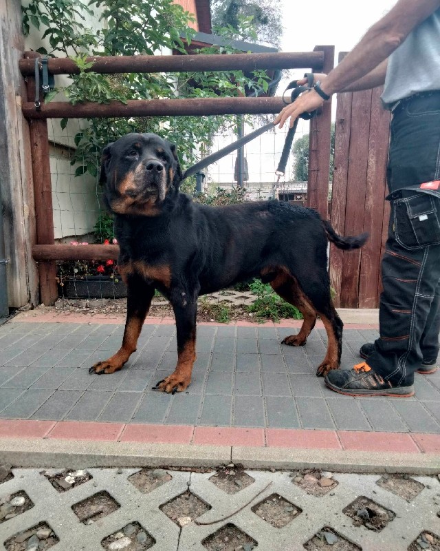 Kimi