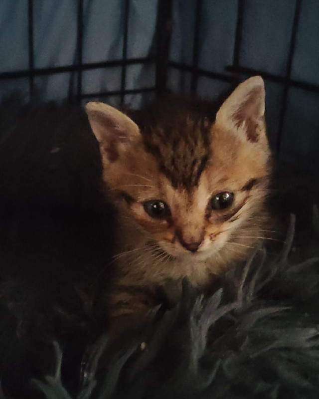 Simba