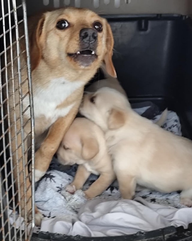 Troja