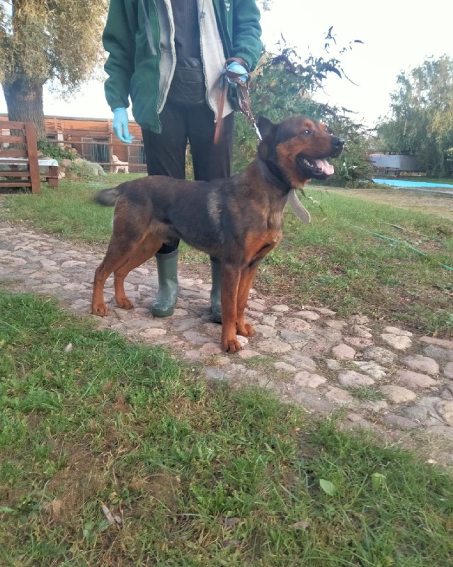 Turkus