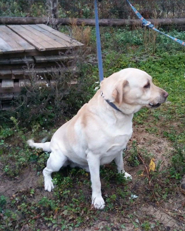 Jowisz