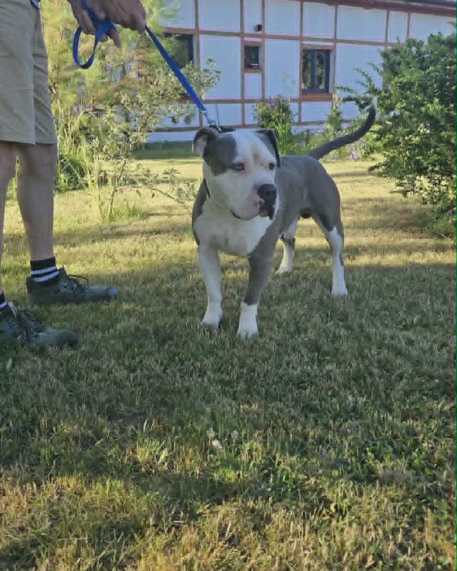 Rambo