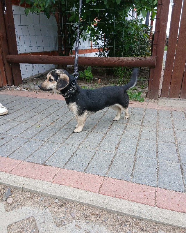 Zorka